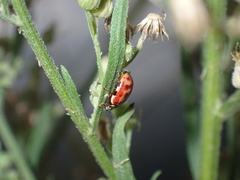 Harmonia quadripunctata