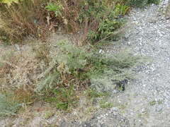Artemisia absinthium