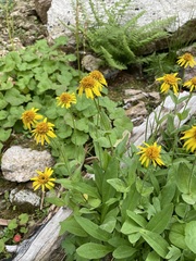 Arnica mollis