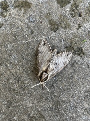 Ceratomia undulosa