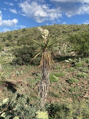 Yucca torreyi