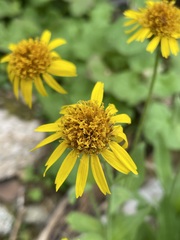 Arnica mollis