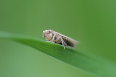 Arocephalus longiceps