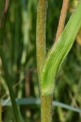 Philydrum lanuginosum