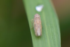 Arocephalus longiceps
