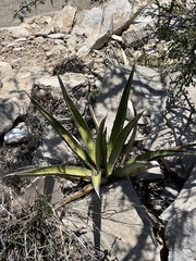 Agave lechuguilla