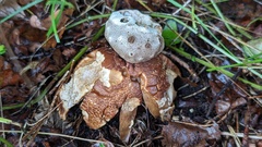 Myriostoma coliforme