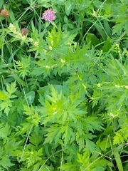 Artemisia vulgaris