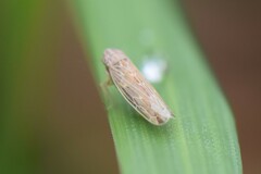 Arocephalus longiceps