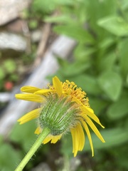 Arnica mollis