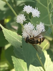Helophilus fasciatus
