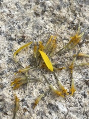 Arnica mollis