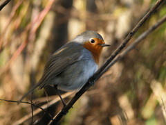 Erithacus rubecula superbus