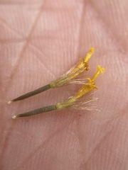 Arnica mollis