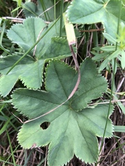 Alchemilla vulgaris