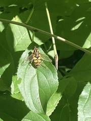 Helophilus fasciatus