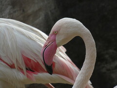 Phoenicopterus