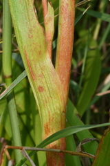 Philydrum lanuginosum