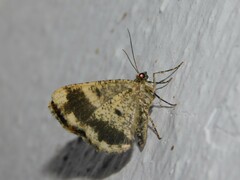 Larentiinae