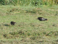 Gallinula chloropus