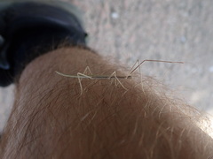 Clonopsis gallica