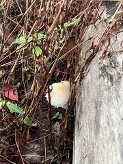 Hemipholiota populnea