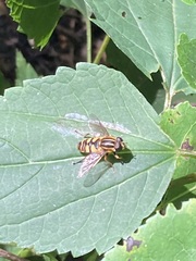 Helophilus fasciatus