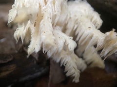 Hericium americanum