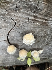 Hemipholiota populnea
