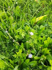 Cichorium intybus
