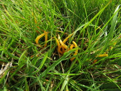 Clavulinopsis helvola