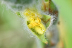 Philydrum lanuginosum