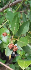 Conocarpus erectus