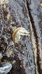 Gammarus