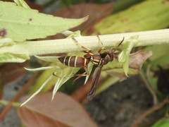Polistes dorsalis