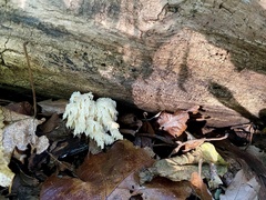 Hericium americanum