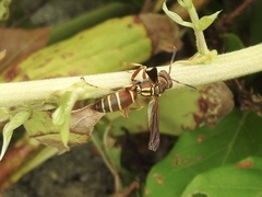 Polistes dorsalis