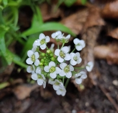 Lobularia