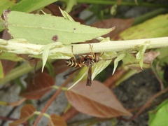 Polistes dorsalis