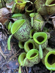 Nepenthes ampullaria