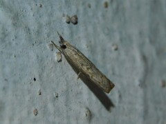 Pyraloidea