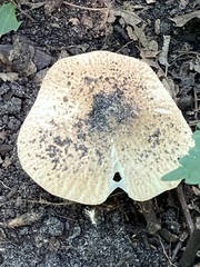 Echinoderma