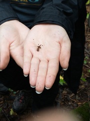 Caudata