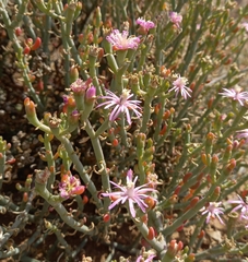 Mesembryanthemum junceum