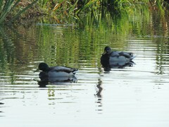 Anas platyrhynchos