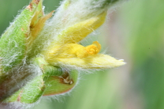 Philydrum lanuginosum