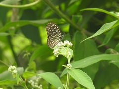 Ideopsis vulgaris