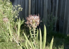 Polanisia dodecandra