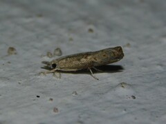 Pyraloidea