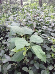 Maclura tricuspidata